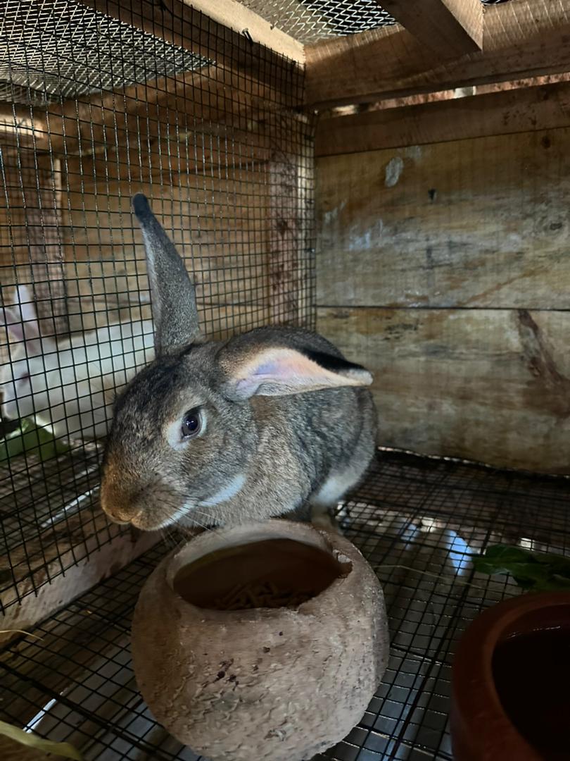 Rabbits
