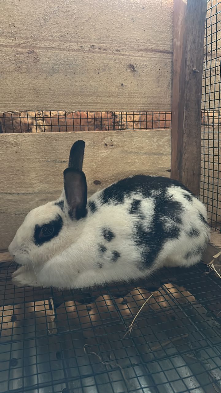 Local Rabbits