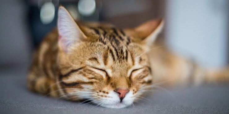 Tribal Blend Cat Café