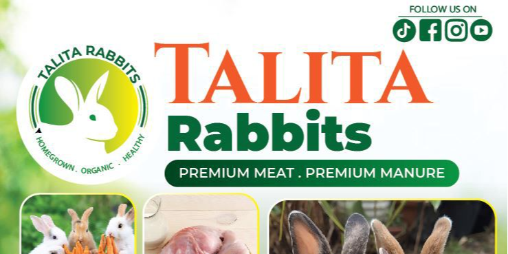 talita rabbits